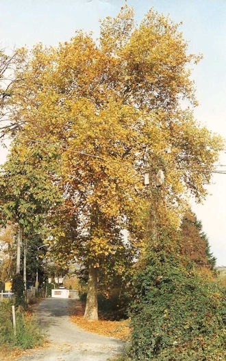 La fontana di San Lorenzo