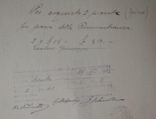 2 piante pino per Parco della Rimembranza
